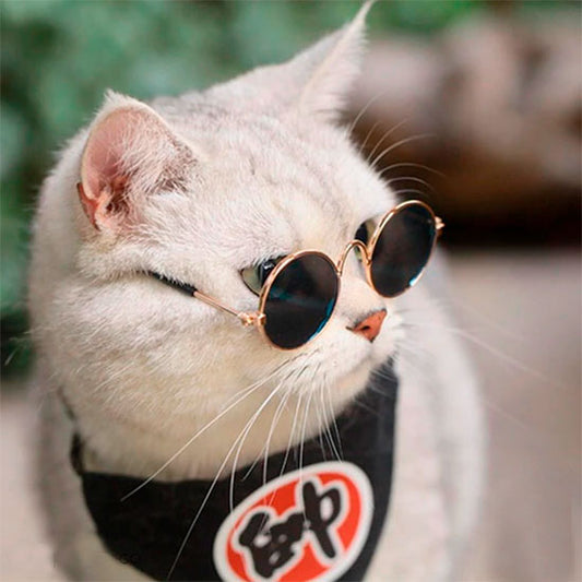 Gafas para gatos